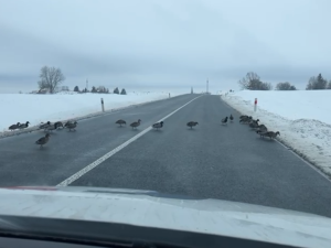 Stovky kachen se vydaly na pochod k rušné silnici, popoháněl je záchranář