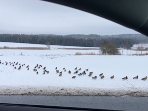 Stovky kachen se vydaly na pochod k rušné silnici, popoháněl je záchranář