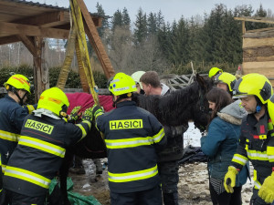 Kůň upadl na zem a nedokázal vstát. Na pomoc přijeli hasiči s hydraulickou rukou