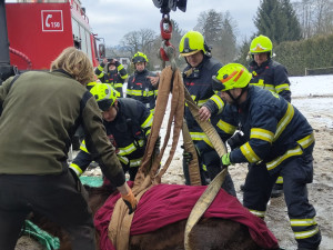 Kůň upadl na zem a nedokázal vstát. Na pomoc přijeli hasiči s hydraulickou rukou