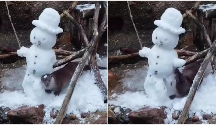 VIDEO: Souboj vydry se sněhulákem je hitem internetu
