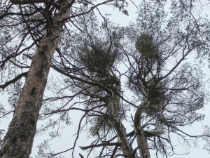 Lesníci kácí stromy v oblasti Boleveckých rybníků. Práce potrvají až do dubna