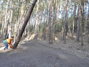 Lesníci kácí stromy v oblasti Boleveckých rybníků. Práce potrvají až do dubna
