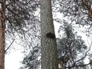 Lesníci kácí stromy v oblasti Boleveckých rybníků. Práce potrvají až do dubna