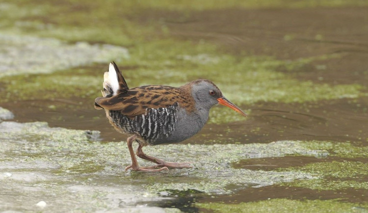 Mistr skrývání z bažin. Do ostravské zoo zavítal nenápadný chřástal
