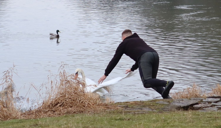 Zraněná labuť vzdorovala pomoci. Pamatovala si záchranářku, která ji už jednou chytila