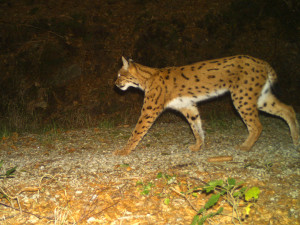 Takto zachytila rysa jedna fotopast