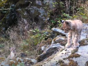 Takto zachytila rysa jedna fotopast