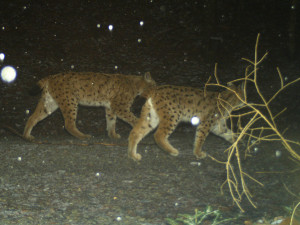 Takto zachytila rysa jedna fotopast