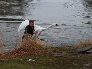 Zraněná labuť vzdorovala pomoci. Pamatovala si záchranářku, která ji už jednou chytila