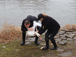 Zraněná labuť vzdorovala pomoci. Pamatovala si záchranářku, která ji už jednou chytila