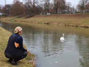 Zraněná labuť vzdorovala pomoci. Pamatovala si záchranářku, která ji už jednou chytila