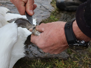 Zraněná labuť vzdorovala pomoci. Pamatovala si záchranářku, která ji už jednou chytila