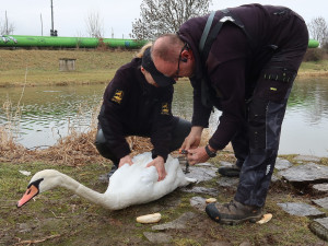 Zraněná labuť vzdorovala pomoci. Pamatovala si záchranářku, která ji už jednou chytila