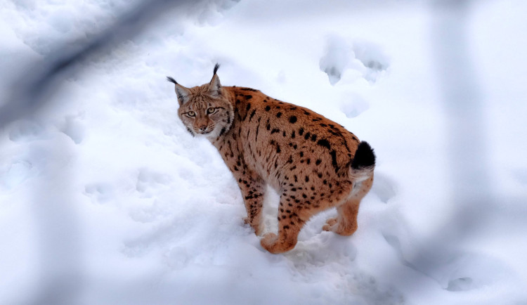 Rysům se na Šumavě daří