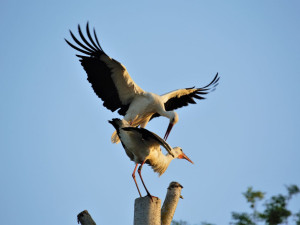 Čekáme na přílet našich čápů