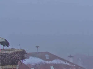 První čápi se vracejí ze zimovišť. Jeden pár má výhled na zasněženou sjezdovku