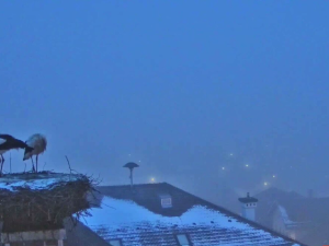 První čápi se vracejí ze zimovišť. Jeden pár má výhled na zasněženou sjezdovku