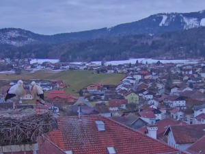 První čápi se vracejí ze zimovišť. Jeden pár má výhled na zasněženou sjezdovku