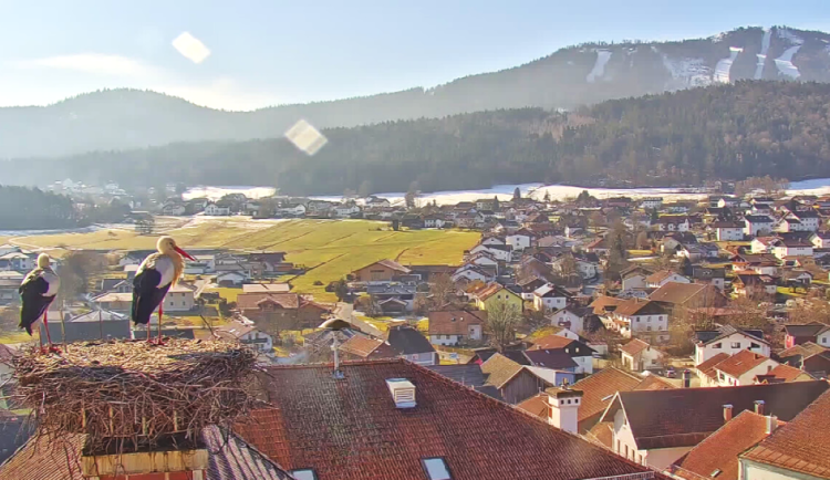 Čápi na hnízdě mají výhled na zasněženou sjezdovku lyžařského areálu Hohen Bogen