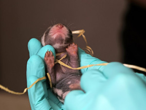 Rozkošná trojčata zoril malých uvidí lidé pouze v Plzni, jde navíc o republikový prvoodchov