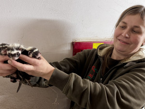 Rozkošná trojčata zoril malých uvidí lidé pouze v Plzni, jde navíc o republikový prvoodchov