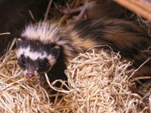 Rozkošná trojčata zoril malých uvidí lidé pouze v Plzni, jde navíc o republikový prvoodchov