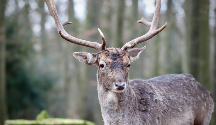 Pytlák zastřelil dvanácteráka v soukromé honitbě. Hrozí mu dva roky vězení