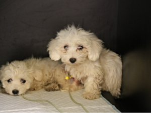 Štěňata, která policie u obžalovaných zajistila.