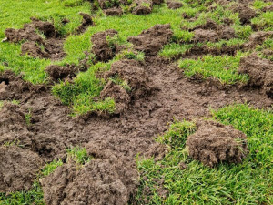 Takto zlikvidovali divočáci v Plzni povrch fotbalového hřiště.  Oprava zdevastované plochy a zabezpečení proti opětovnému poškození divokými prasaty se vyšplhala na celkem šest milionů korun.