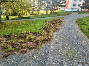 Prasata úřadovala i na Košutce