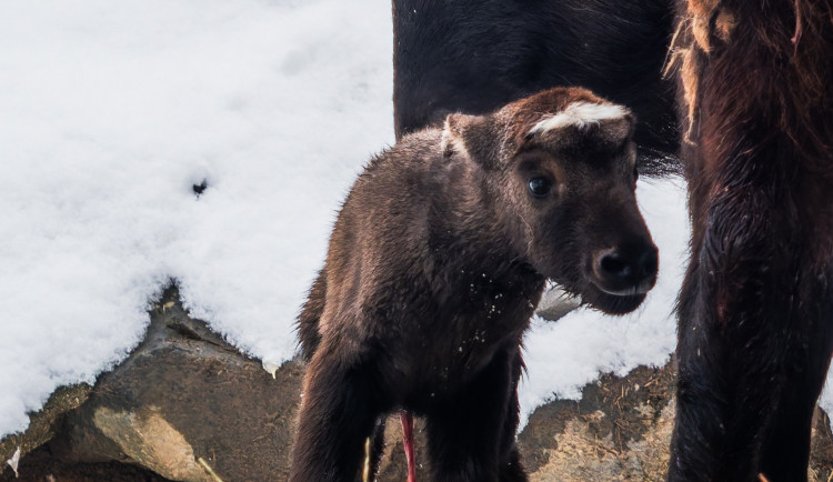 Brněnská zoo se opět rozrostla. Tentokrát o mládě takina indického