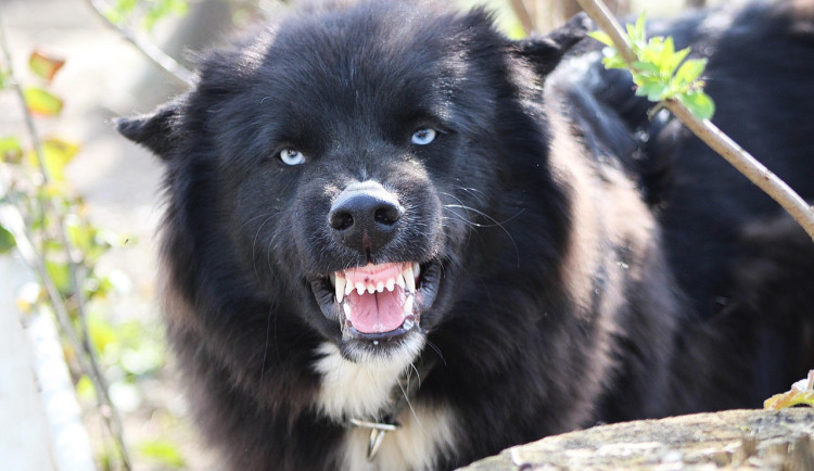 Pes dovezený z Ruska měl smrtící vzteklinu, experti bijí na poplach