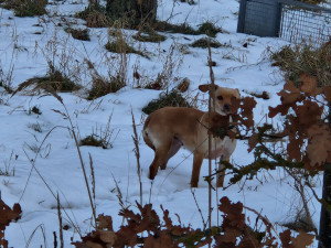 Po mrtvém bezdomovci zůstali dva psi, jednoho z nich odchytávali dlouhé tři týdny