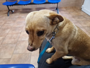 Po mrtvém bezdomovci zůstali dva psi, jednoho z nich odchytávali dlouhé tři týdny