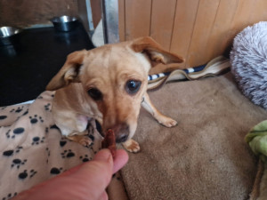 Po mrtvém bezdomovci zůstali dva psi, jednoho z nich odchytávali dlouhé tři týdny