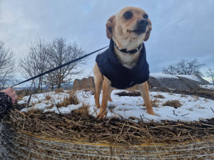 Po mrtvém bezdomovci zůstali dva psi, jednoho z nich odchytávali dlouhé tři týdny