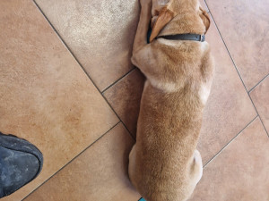 Po mrtvém bezdomovci zůstali dva psi, jednoho z nich odchytávali dlouhé tři týdny