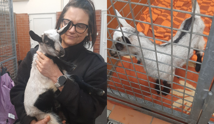 Pražský útulek má nový přírůstek, měsíční kozel Bertík musel z bytu