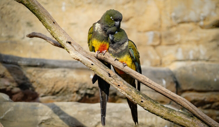 V pražské zoo potvrdili ptačí chřipku u ptáka v izolaci