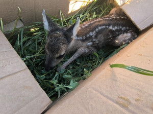 Loni spolek zachránil 661 srnčat před sekačkou. Do terénu vyrazí i letos