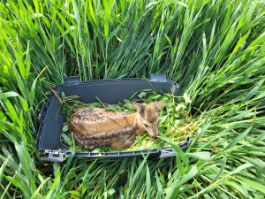 Loni spolek zachránil 661 srnčat před sekačkou. Do terénu vyrazí i letos