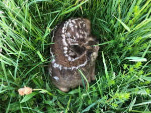 Loni spolek zachránil 661 srnčat před sekačkou. Do terénu vyrazí i letos