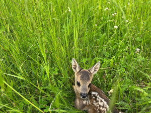 Loni spolek zachránil 661 srnčat před sekačkou. Do terénu vyrazí i letos