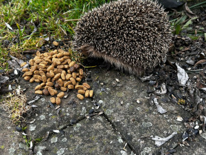 O probuzeného ježka už je postaráno