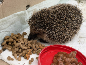 O probuzeného ježka už je postaráno