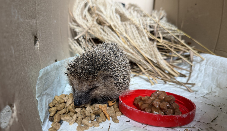 O probuzeného ježka už je postaráno