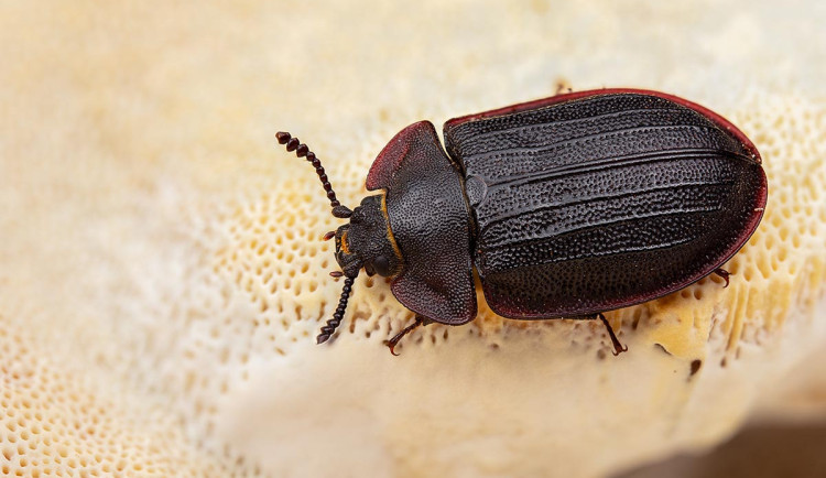 Extrémně vzácný brouk žije na území národních parků Šumava i Bavorský les