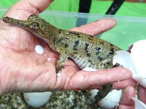 Gavial líhnutí