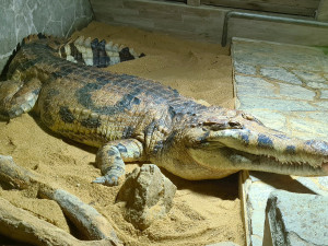 Obrovský, téměř pětimetrový gaviál sundský, druh chová pouze Krokodýlí ZOO Protivín
